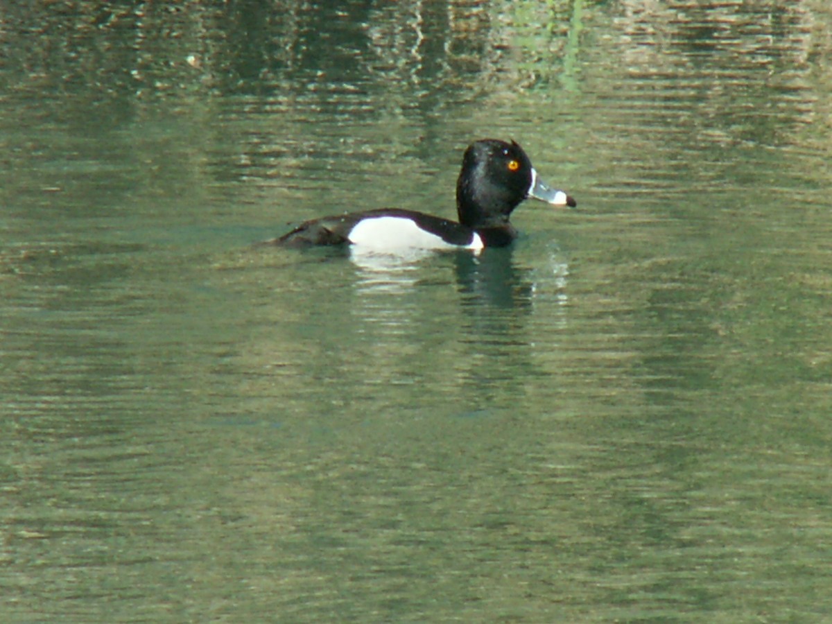 Porrón Acollarado - ML626624761