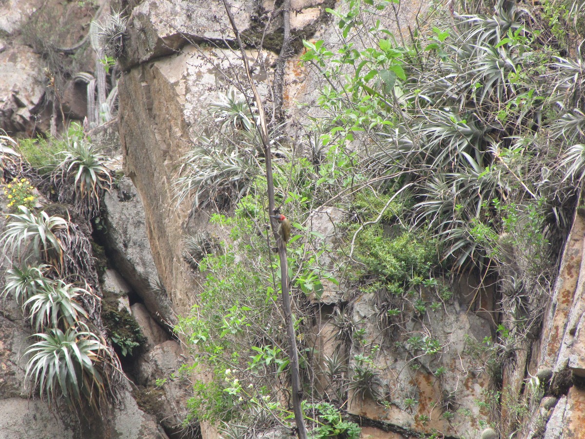 Black-necked Woodpecker - ML626624762