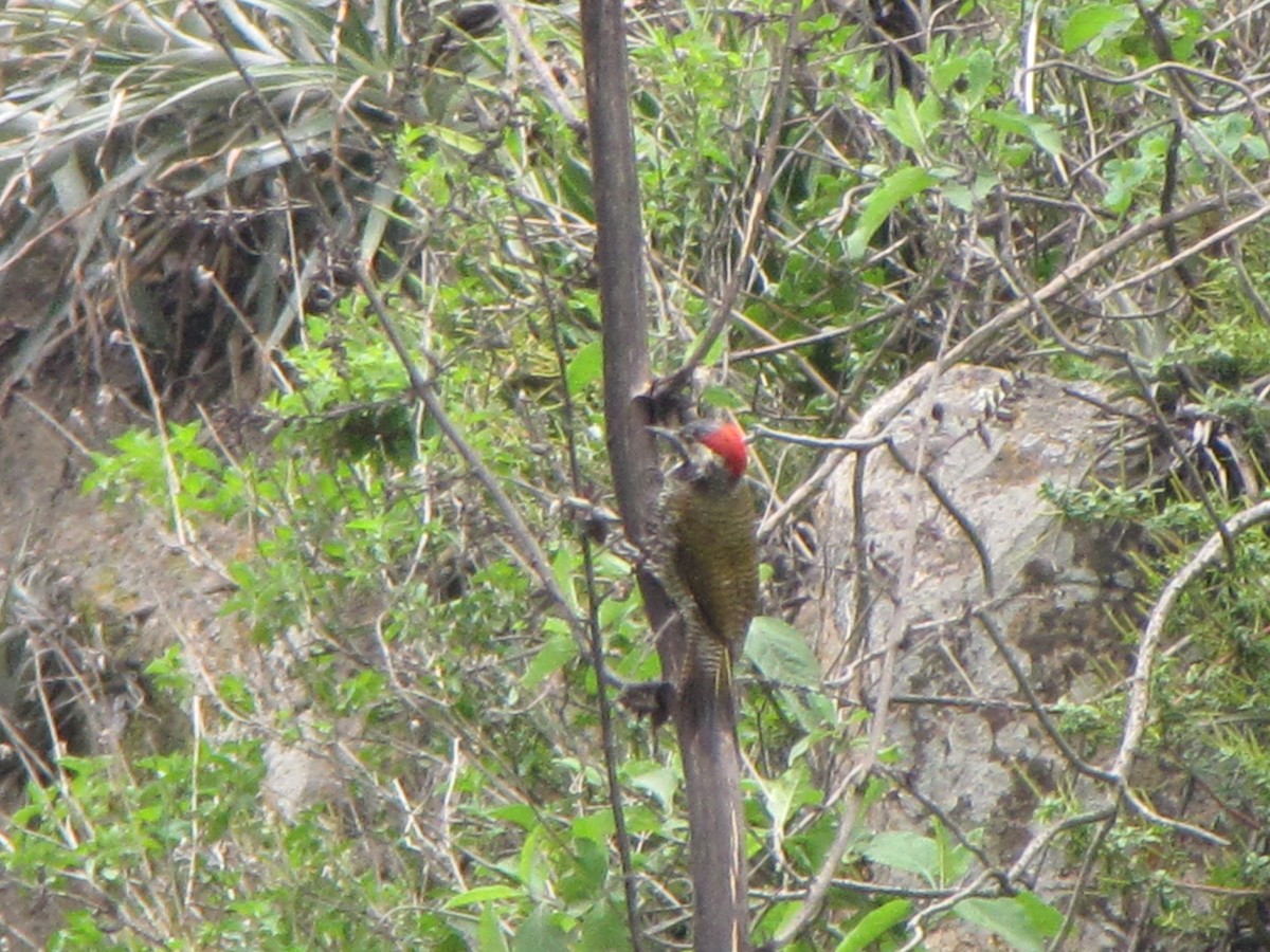 Black-necked Woodpecker - ML626624763