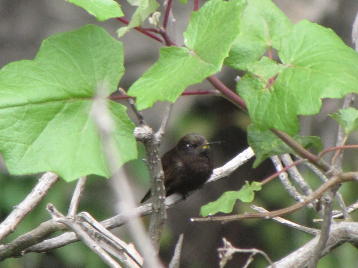 Black Metaltail - ML626624773