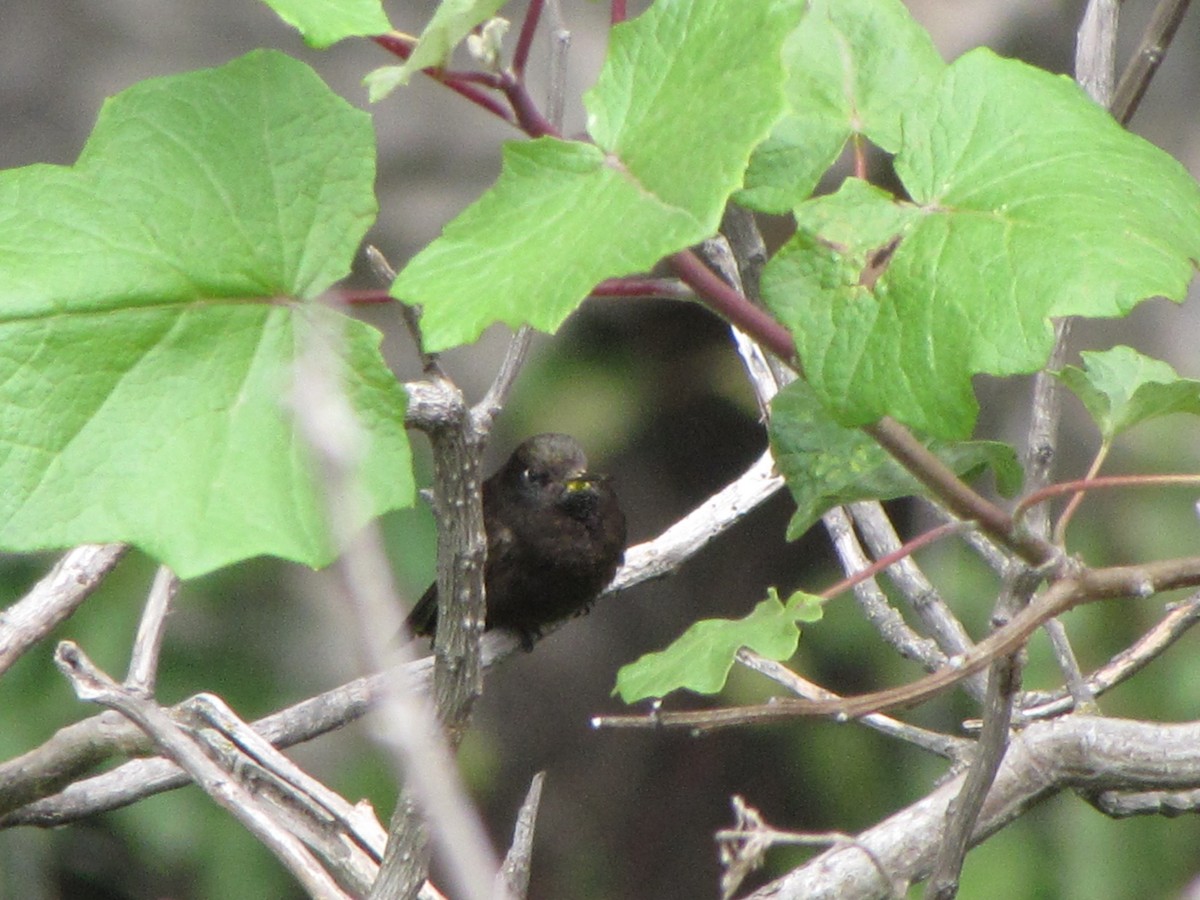 Black Metaltail - ML626624774