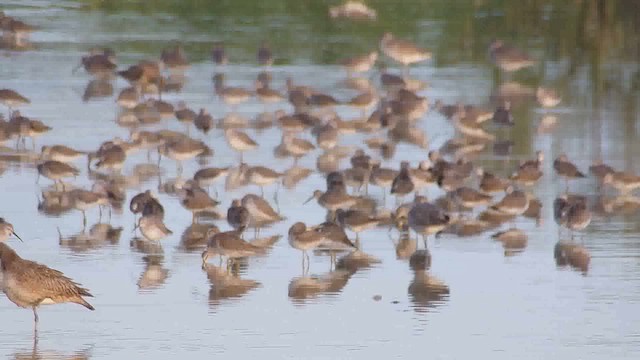 Short-billed Dowitcher - ML626624776