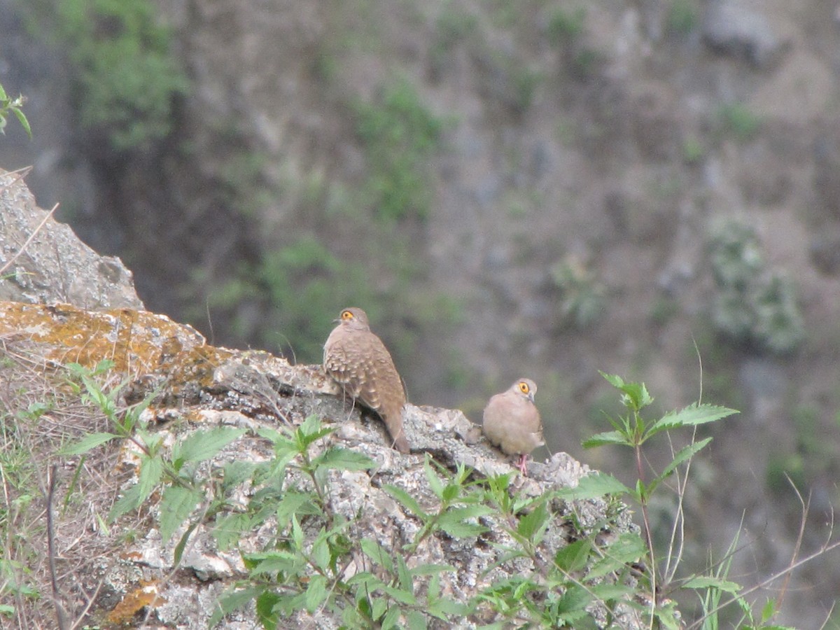 Bare-faced Ground Dove - ML626624838