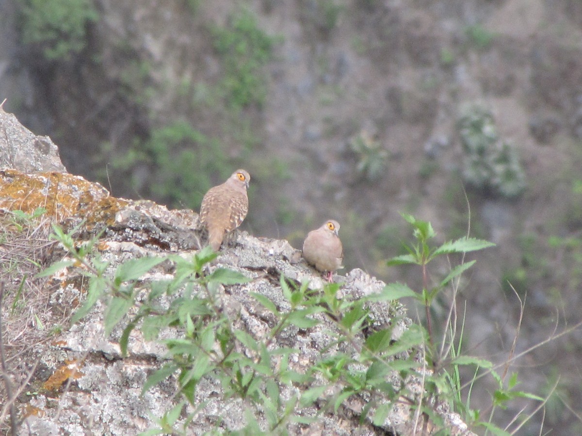 Bare-faced Ground Dove - ML626624839