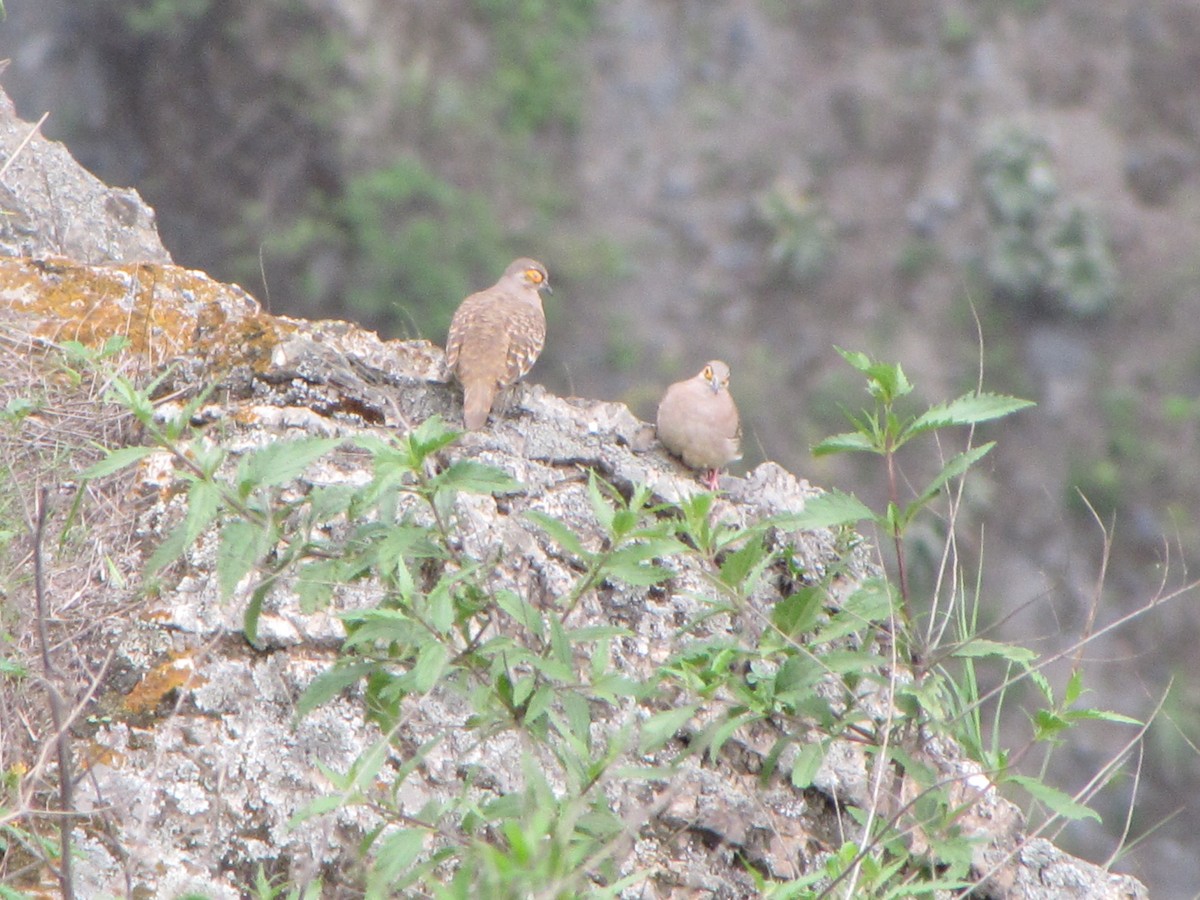 Bare-faced Ground Dove - ML626624840