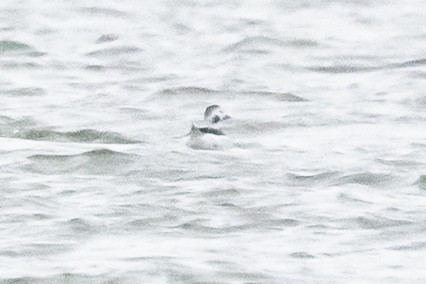 Long-tailed Duck - ML626625087