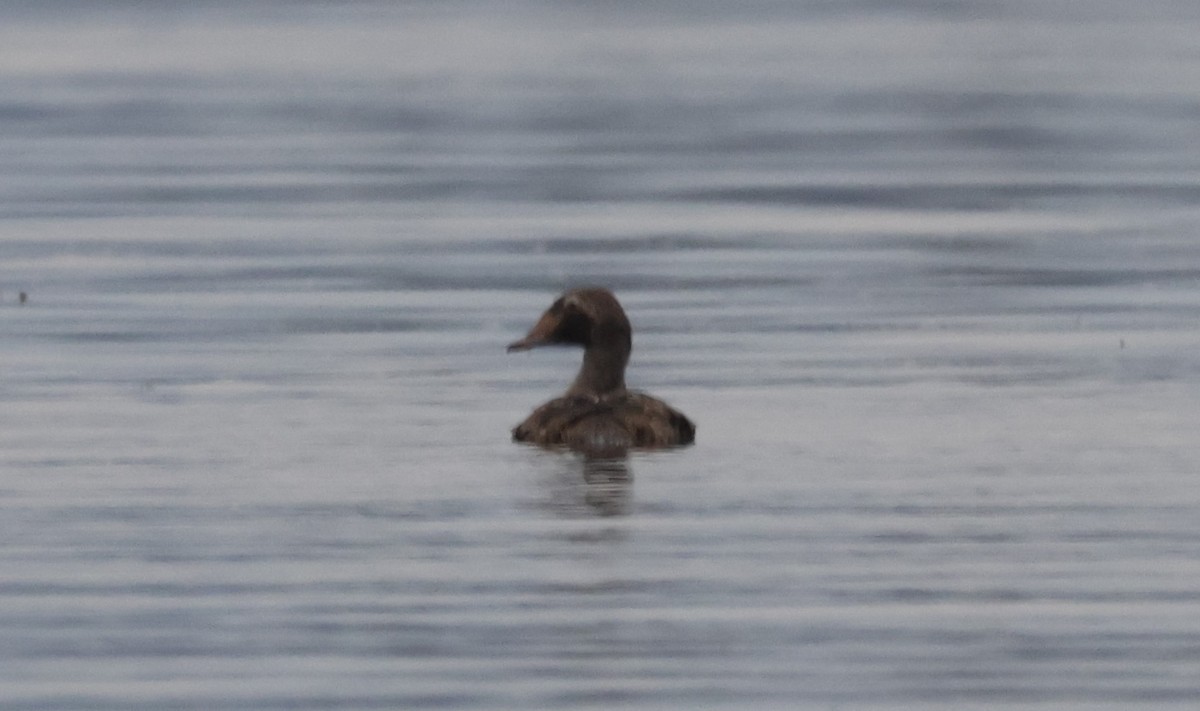 King Eider - ML626625441