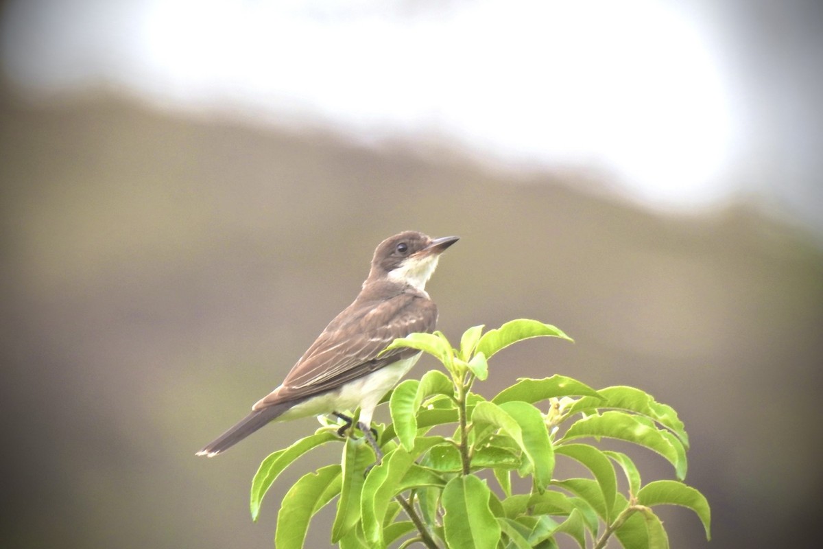 Eastern Kingbird - ML626625473