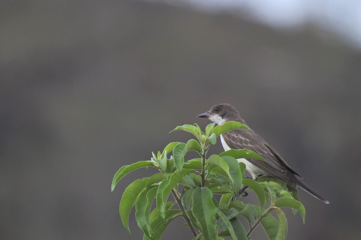 Eastern Kingbird - ML626625474