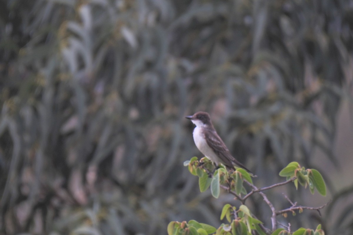 Eastern Kingbird - ML626625475