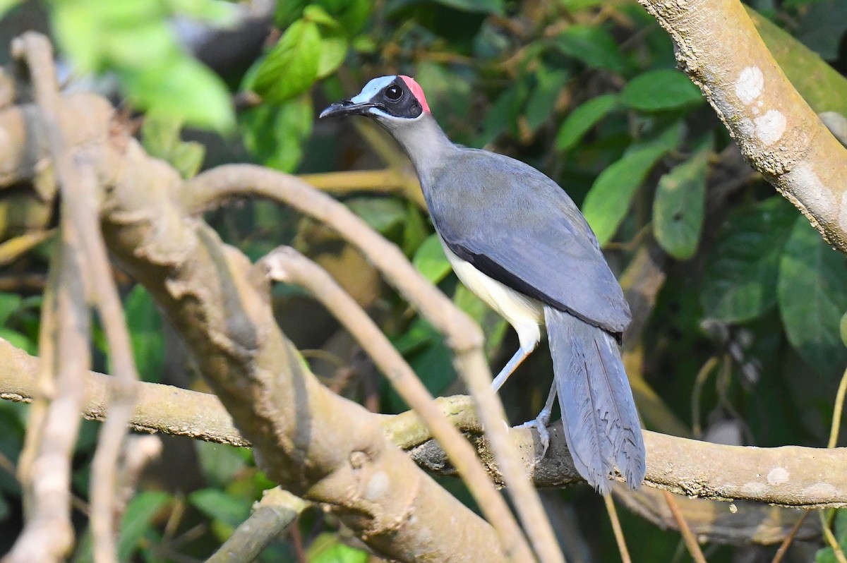 Gray-necked Rockfowl - ML626625756