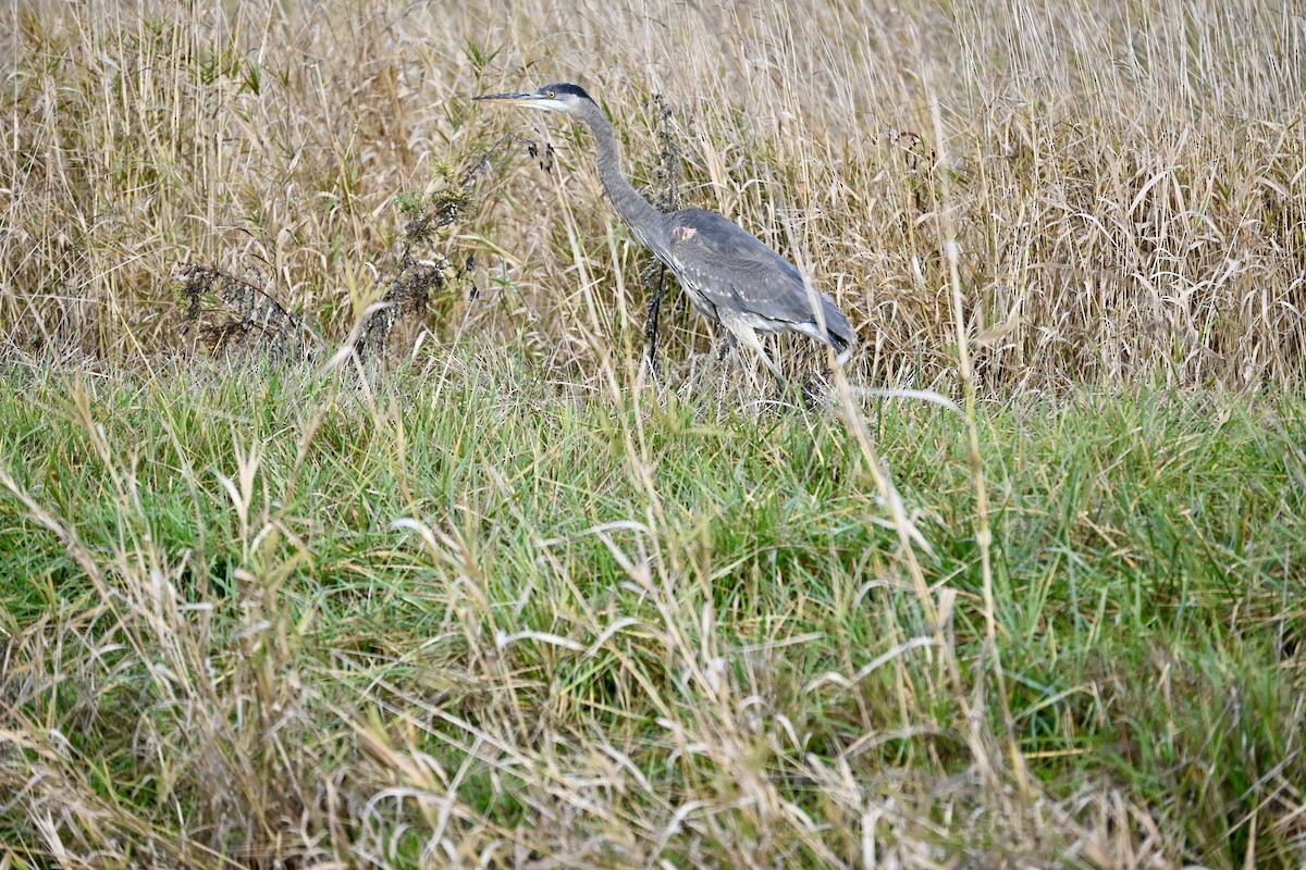 Garza Azulada - ML626625809