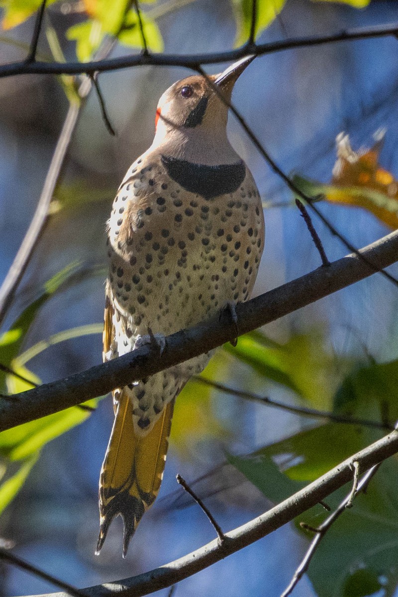 Carpintero Escapulario - ML626625847