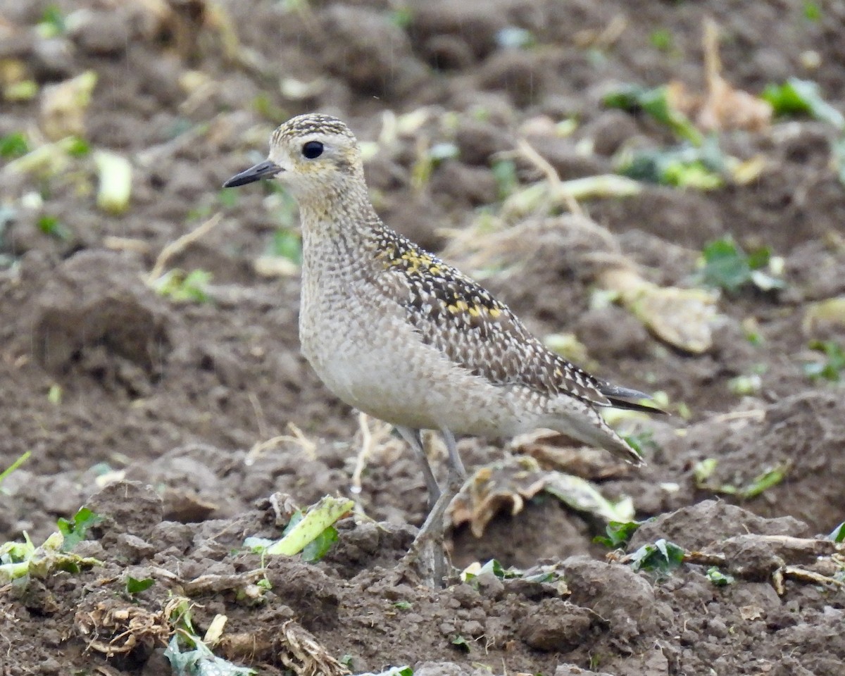 Pacific Golden-Plover - ML626625853