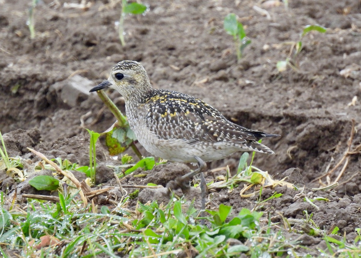 Pacific Golden-Plover - ML626625854