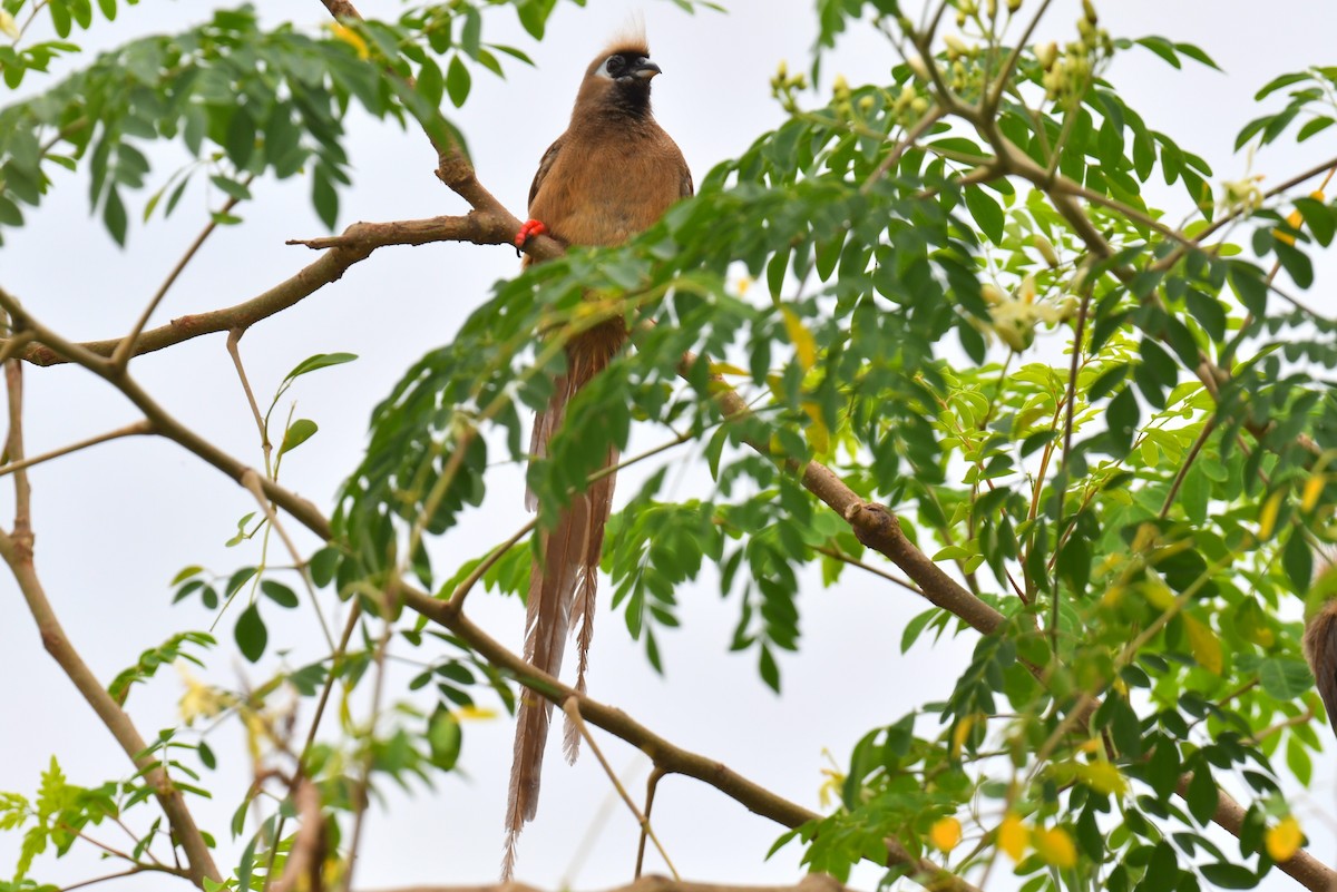 Speckled Mousebird - ML626625990