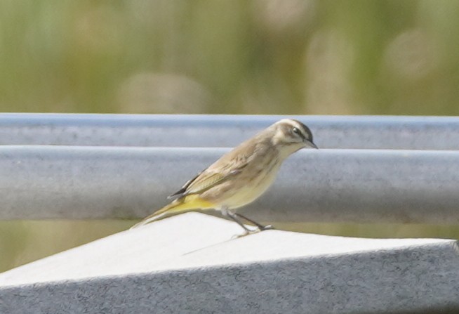 Palm Warbler - ML626626004