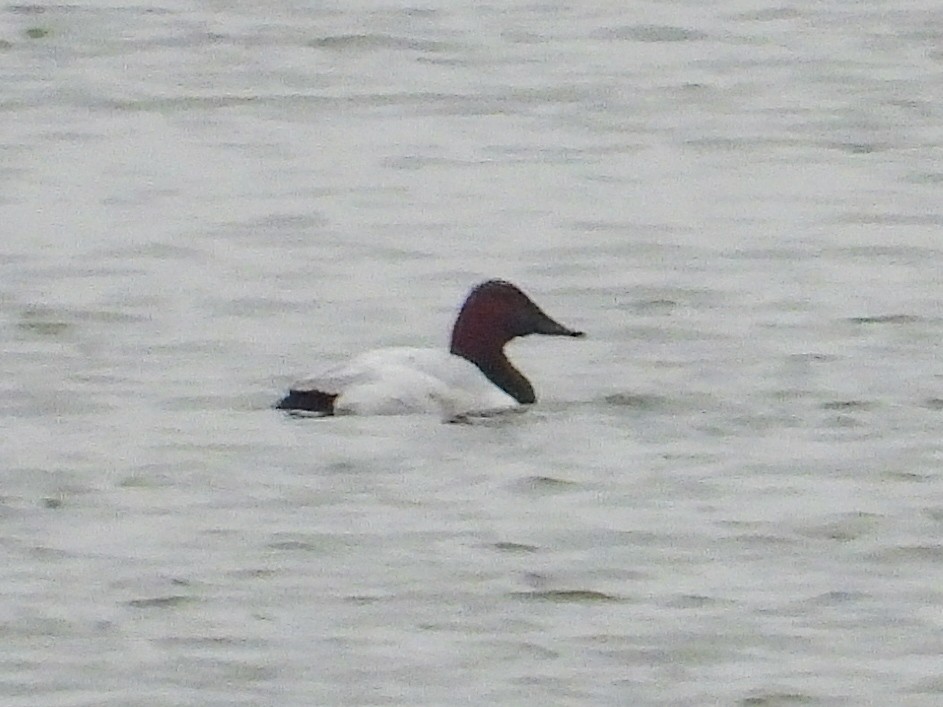 Canvasback - ML626626007