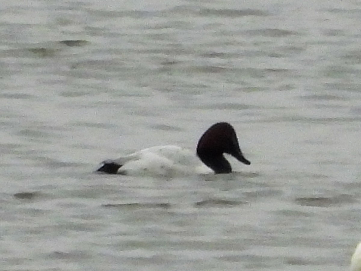 Canvasback - ML626626008