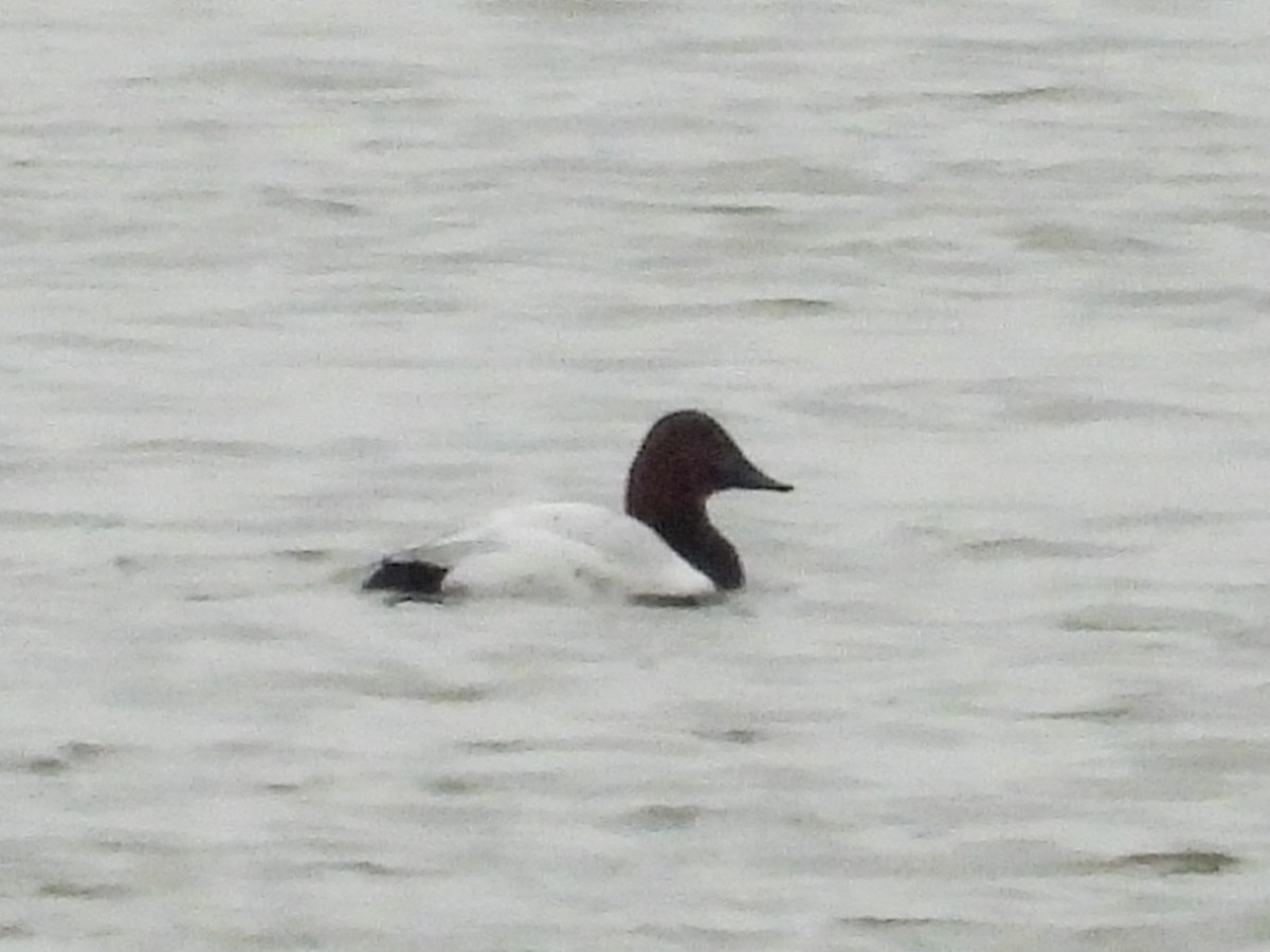 Canvasback - ML626626009