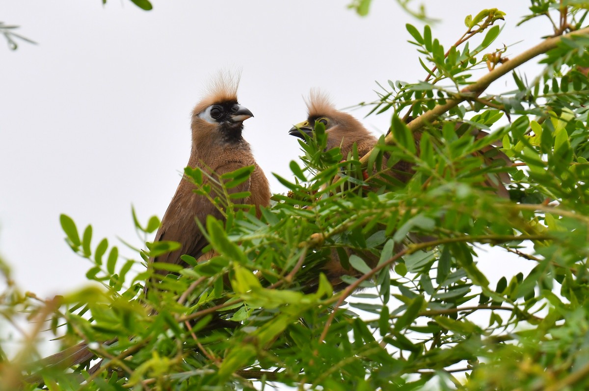 Pájaro Ratón Común - ML626626013