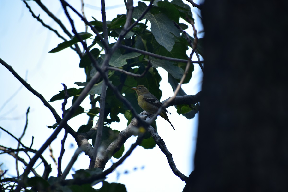 Western Tanager - ML626626014