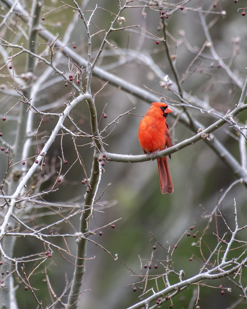 Northern Cardinal - ML626626015