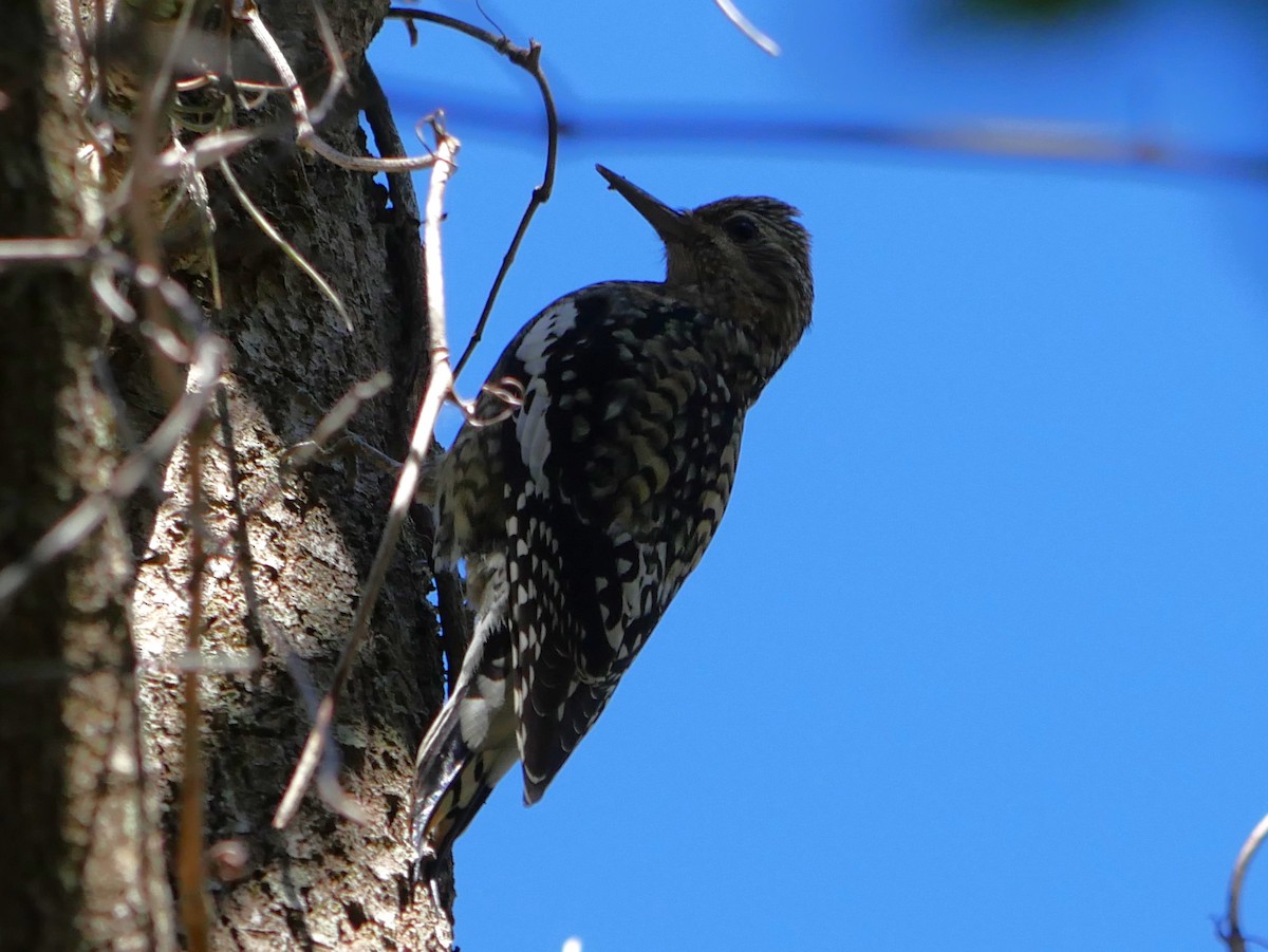 Yellow-bellied Sapsucker - ML626626017