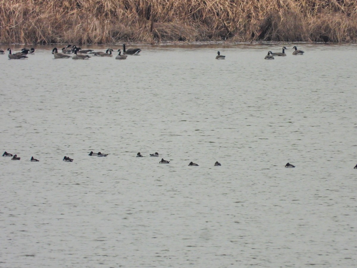 Ring-necked Duck - ML626626018