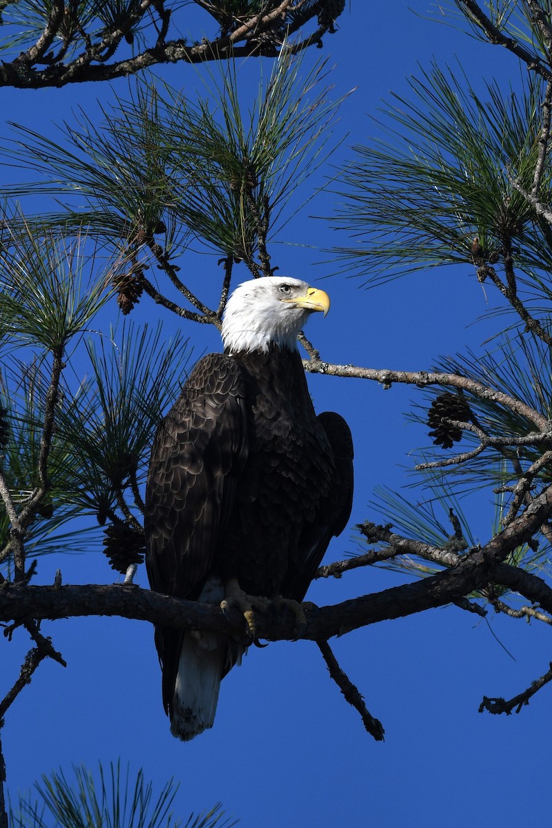 Bald Eagle - ML626626019