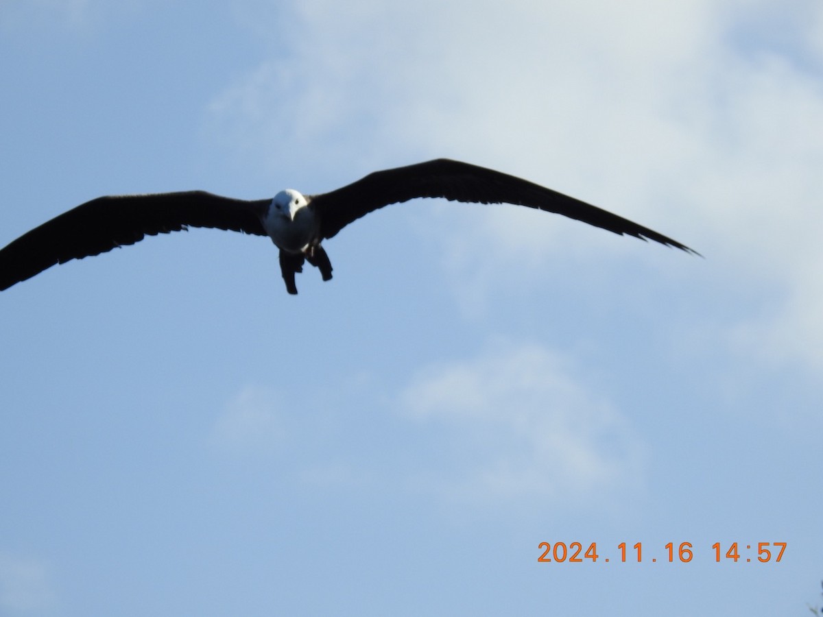 Magnificent Frigatebird - ML626626024