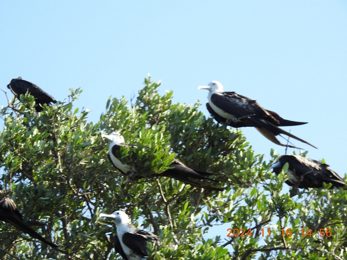 Magnificent Frigatebird - ML626626025