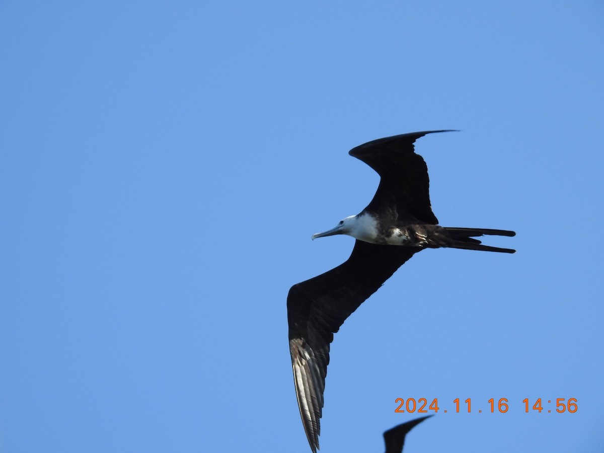 Magnificent Frigatebird - ML626626026