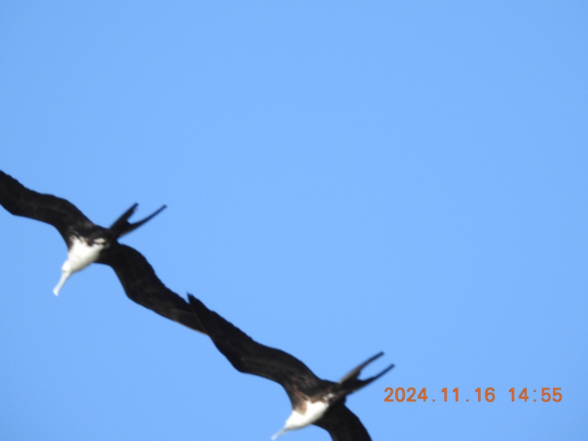 Magnificent Frigatebird - ML626626027