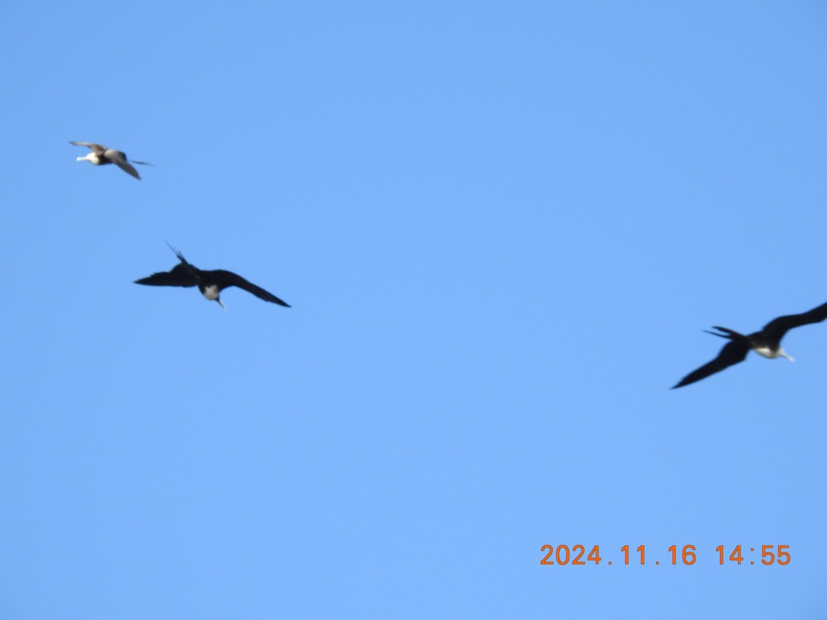 Magnificent Frigatebird - ML626626028