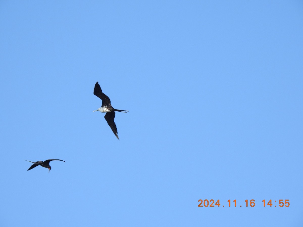 Magnificent Frigatebird - ML626626029