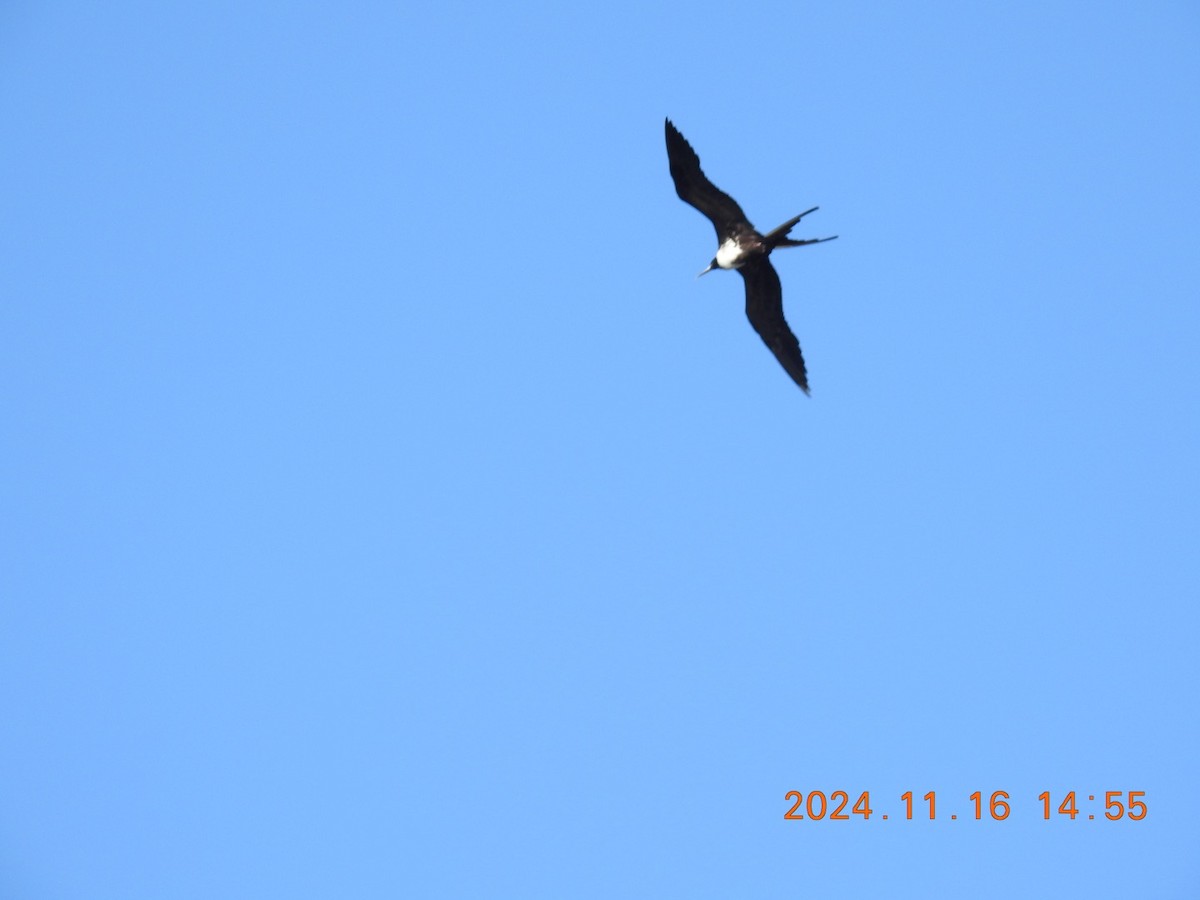 Magnificent Frigatebird - ML626626030