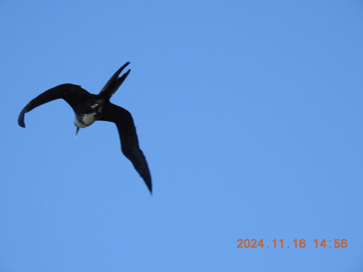 Magnificent Frigatebird - ML626626031