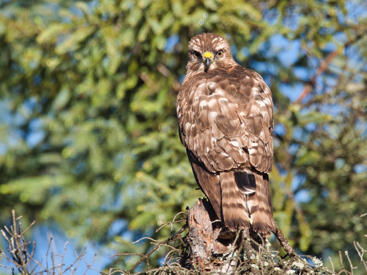 Broad-winged Hawk - ML626626034