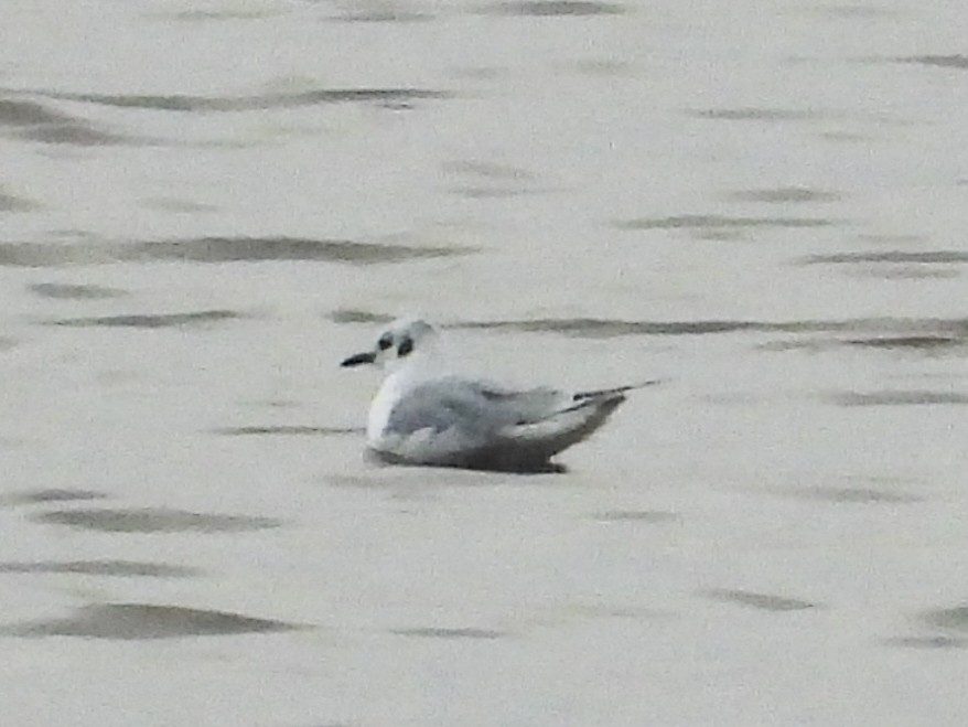 Bonaparte's Gull - ML626626037