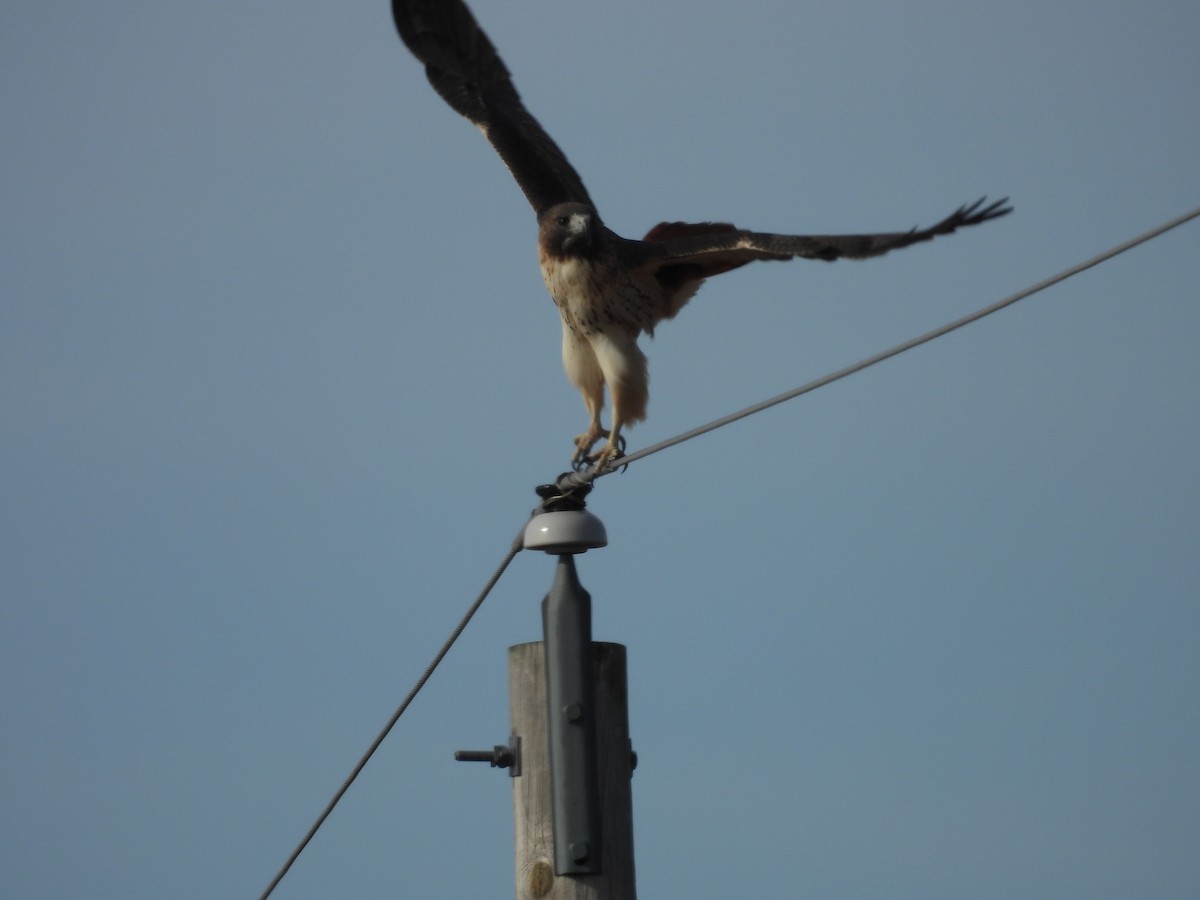 Red-tailed Hawk (borealis) - ML626626187