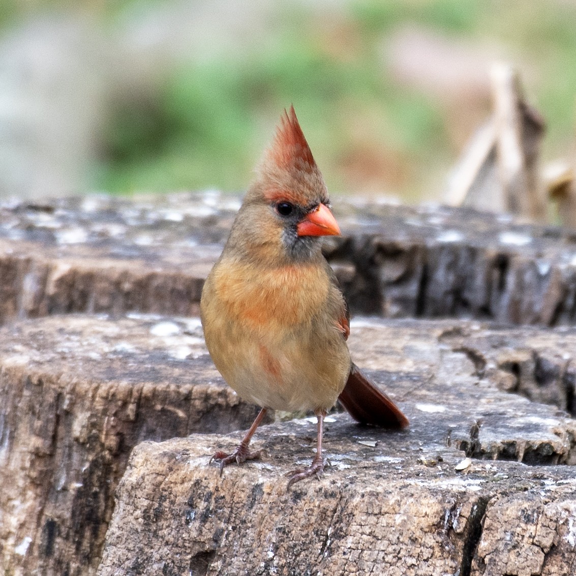 Northern Cardinal - ML626626206