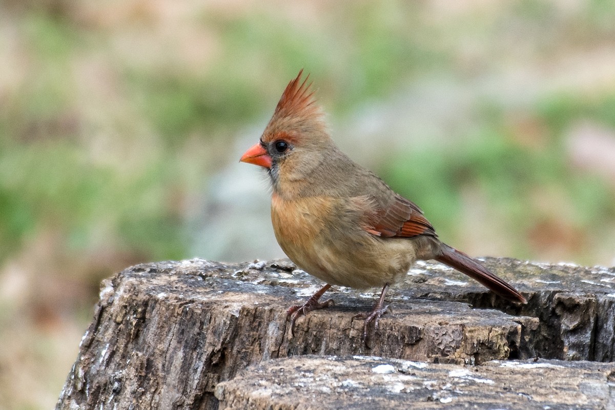 Northern Cardinal - ML626626207