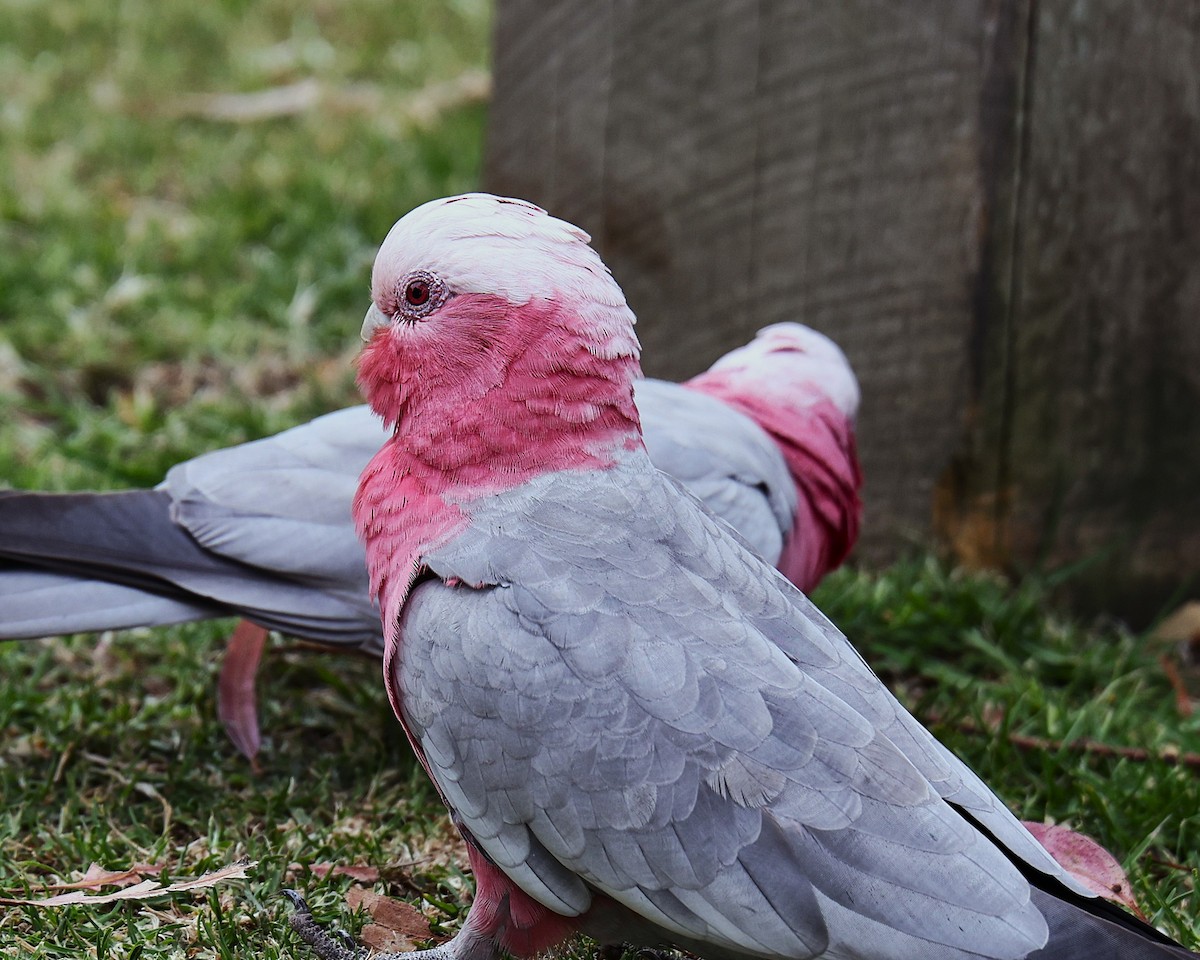 Galah - ML626626208