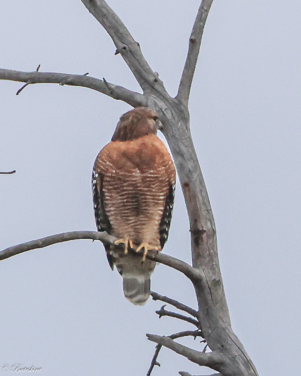 Red-shouldered Hawk - ML626626209