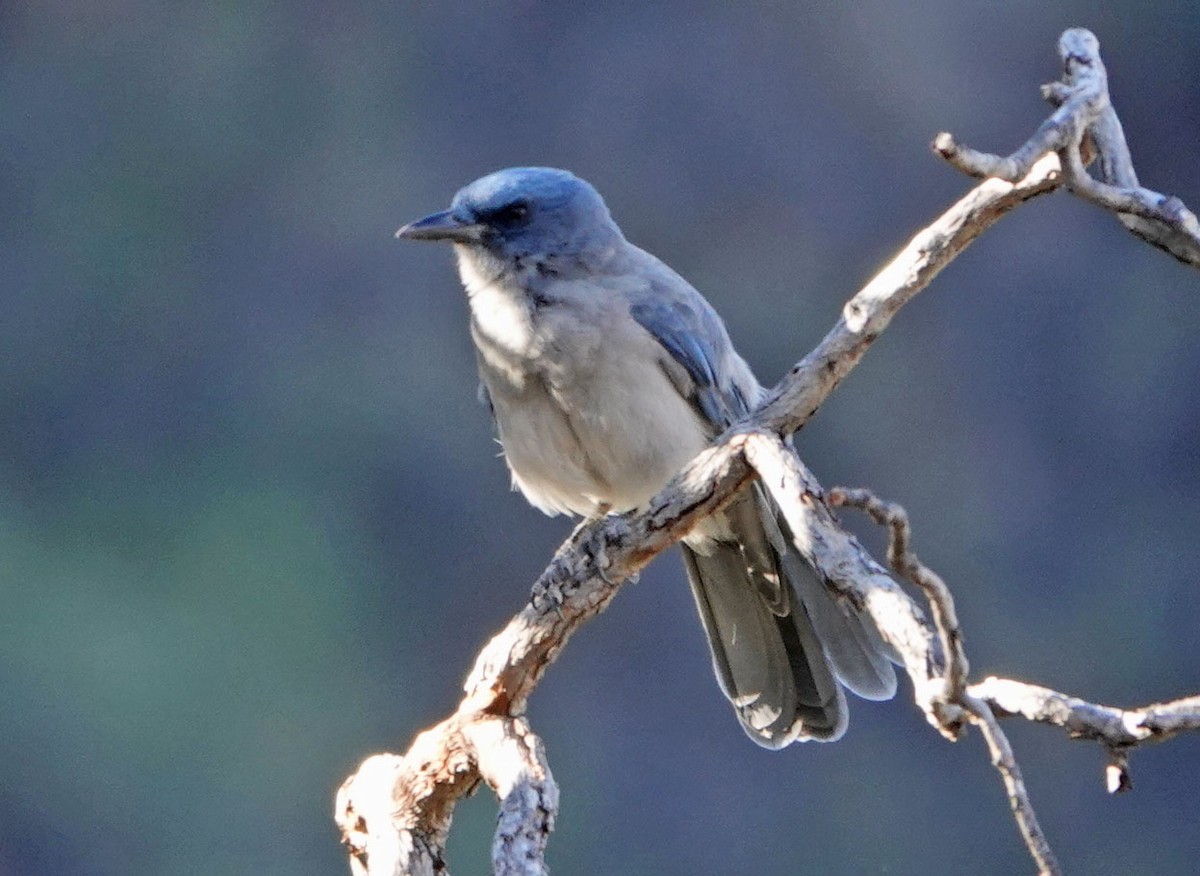 Mexican Jay - ML626626210