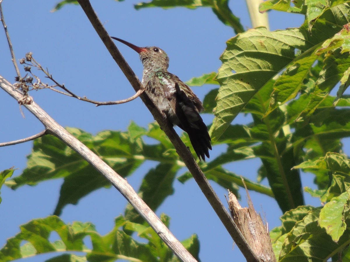 Glittering-throated Emerald - ML626626211