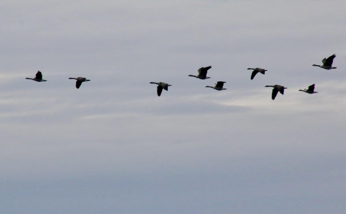 Canada Goose - ML626626212