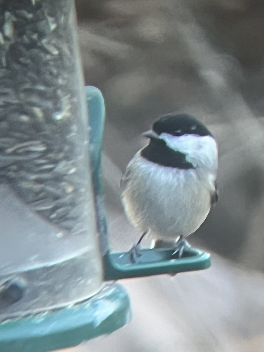 Carolina Chickadee - ML626626223