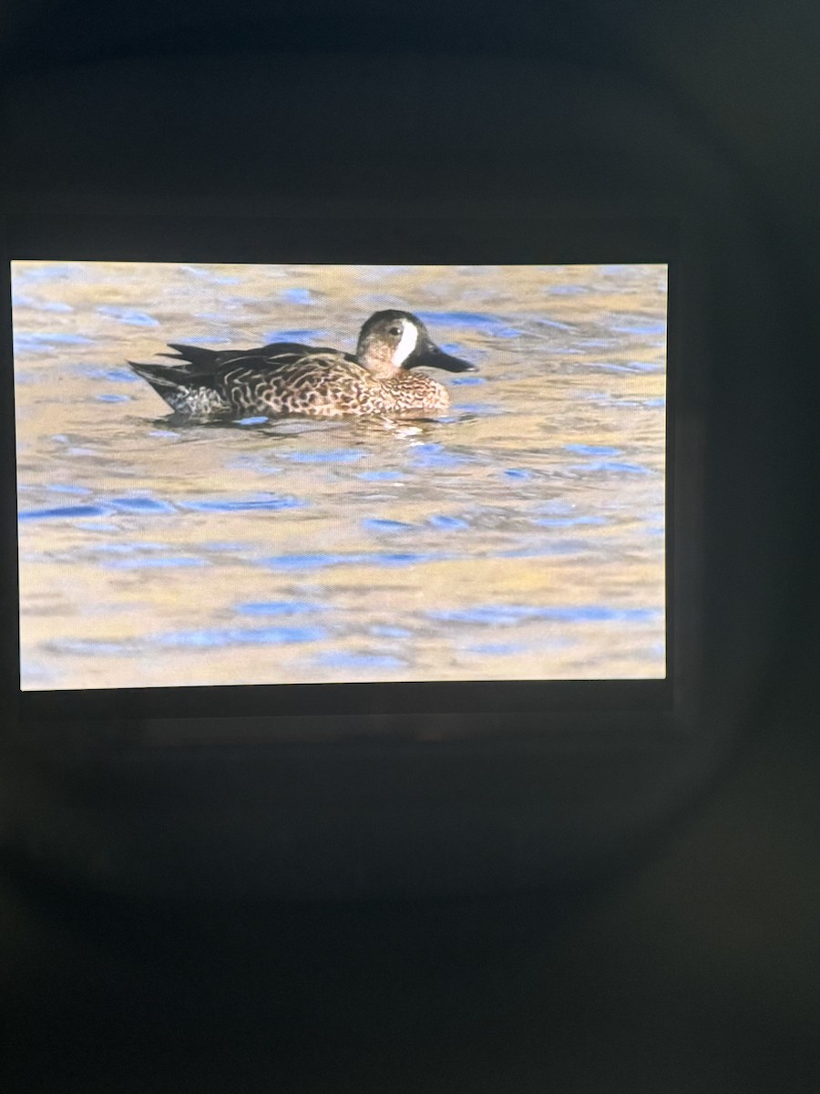 Blue-winged Teal - ML626626227